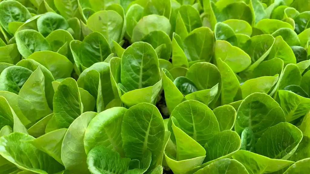 Greens